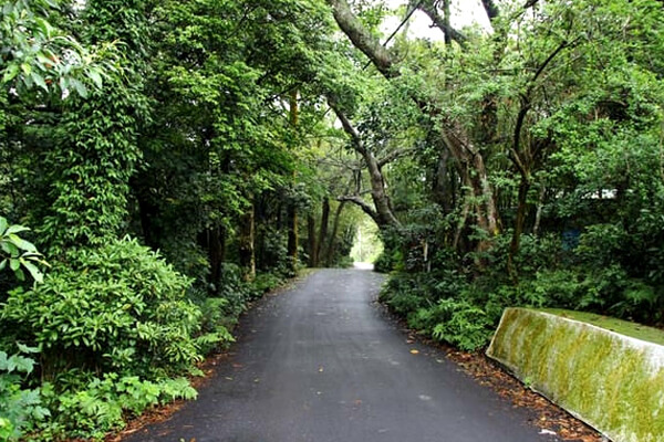 三義綠色隧道,三義鄉